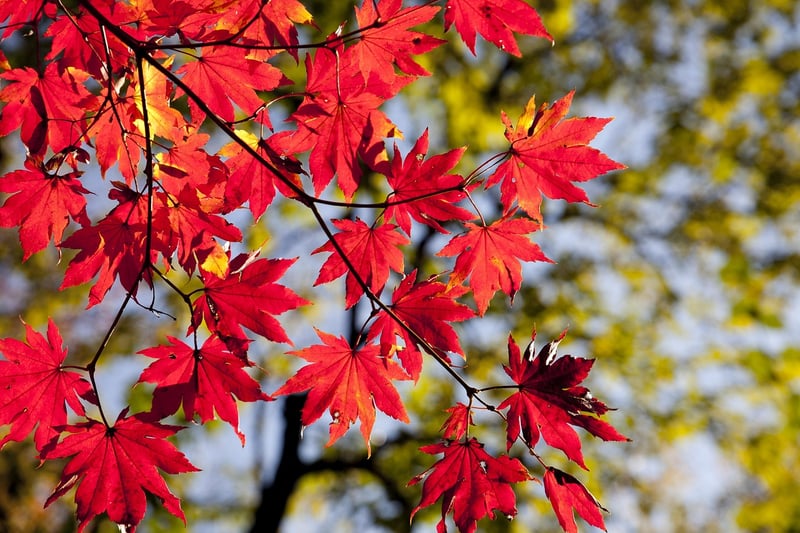 Rustic Fall Decor